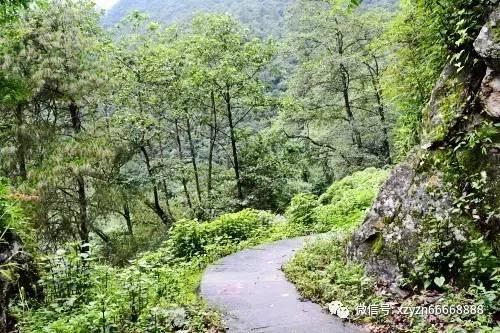 解救金刚鹦鹉